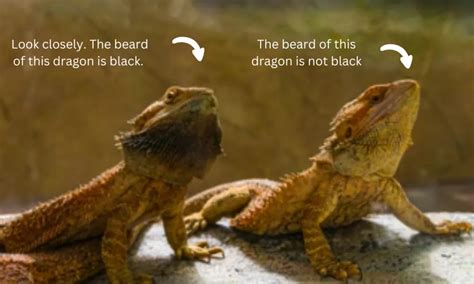 Signs That Shows Your Bearded Dragon Is Sad Reptiles Care