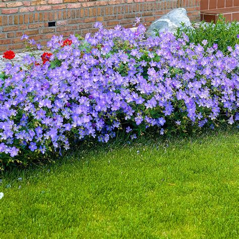 Cranesbill Geranium Johnsons Blue Organic Blue Hardy Plant