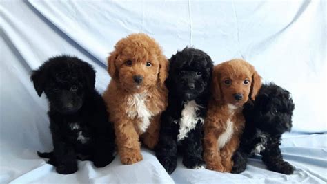 Pagesbusinesseslocal servicepet servicepet breederdog breederlabradoodle puppies for sale at deer creek. beautiful F1b TOY labradoodle puppies | Sutton, Surrey ...