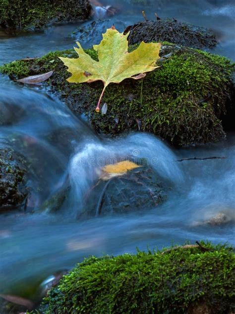 Leaf At The Creek 2 Stock Image Image Of Blur Flow 35916779