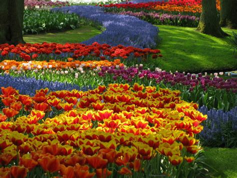 See more ideas about planting flowers, plants, flowers. The Strange Flower | World of Flowering Plants