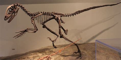 Deinonychus Fmnh Deinonychus Wikipedia Dinosaur Fossils