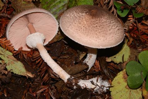 Champignons Agaricus Picture Mushroom