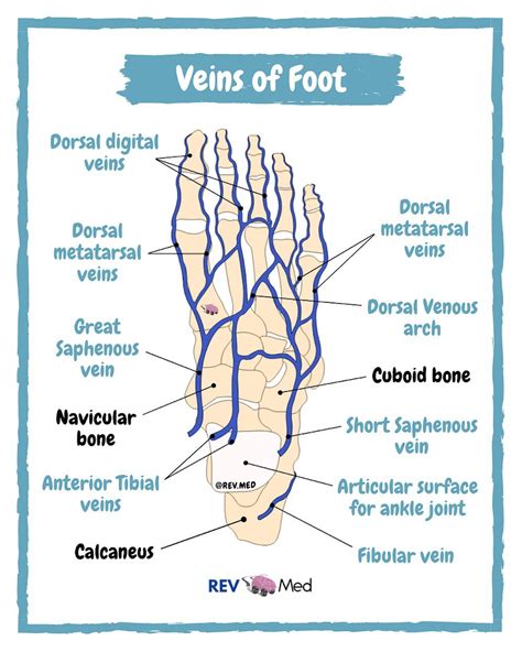 Venous Anatomy Veins Of The Foot By Revmed Veins Grepmed