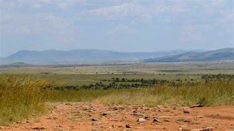 The Savannah Grassland In Masai Mara Kenya Stock Image Image Of