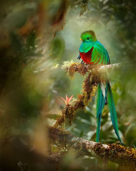 resplendent quetzal parque nacional tapantí costa rica avian beautiful birds costa rica