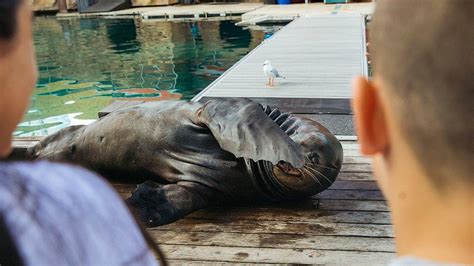 Pat And Get Close To The Seals On A Seal Safari Adventure At Sea World