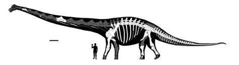 Massive Dinosaur Skeleton Dreadnoughtus Schrani Unearthed In