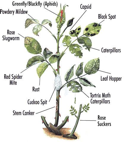 How To Recognize Rose Plant Diseases And Pests Planting Roses Plant Diseases Growing Roses