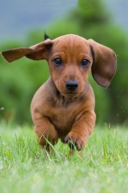 The 25 Best Sausage Dog Puppy Ideas On Pinterest Sausage Dogs