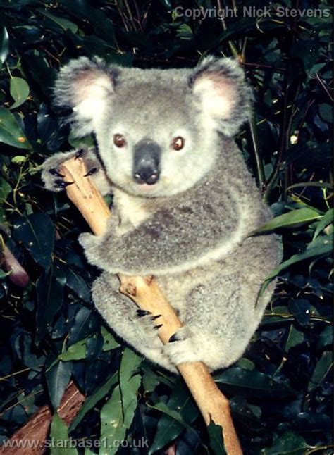 Koala Koalas Photo 21827966 Fanpop