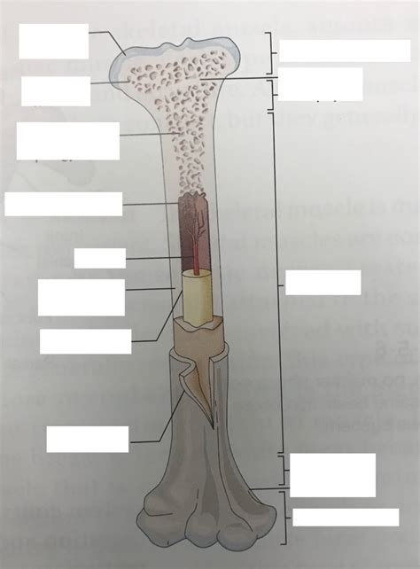 L1 And L2 Bone Anatomy Diagram Diagram Quizlet