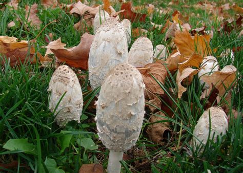 Coprinus Comatus At Indiana Mushrooms