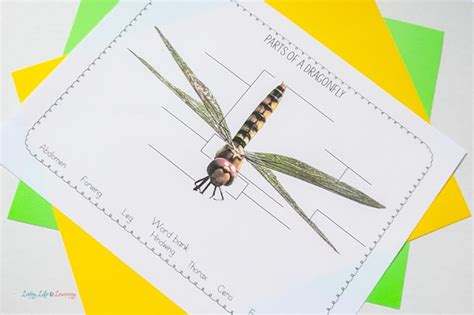 Parts Of A Dragonfly Worksheet