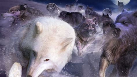 Hd Wallpaper Leader Of The Pack Dogs Nature Grey Wolf Wildlife