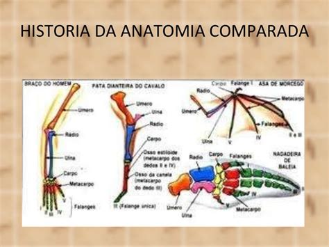 O Que é Anatomia Comparada