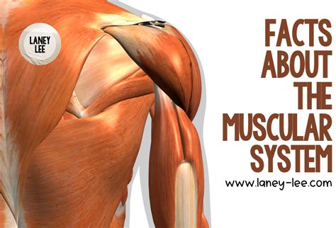 25 Fun Facts About The Muscular System Laney Lee