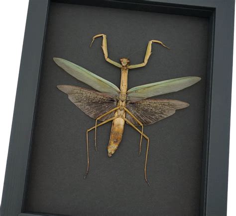 Tenodera Sinensis Mottled Praying Mantis Framed Insect