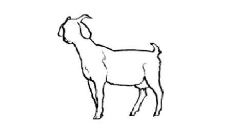 Gambar Kambing Untuk Mewarnai Sheep Coloring Pages Buku Mewarnai Lamb