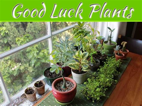Good Luck Plants For Your Home My Decorative