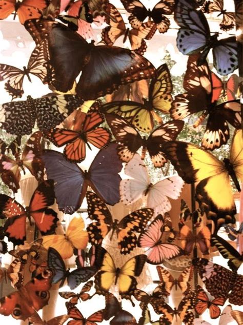 Flutterbys Art Collage Wall Butterfly Wallpaper Iphone Wallpaper