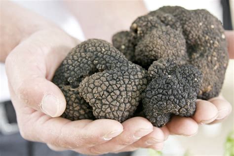 Everything You Need To Know About Truffles Man Of Many