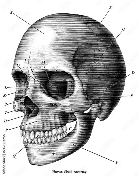 Skull Drawing Human Vintage Illustration White Skeleton Anatomy