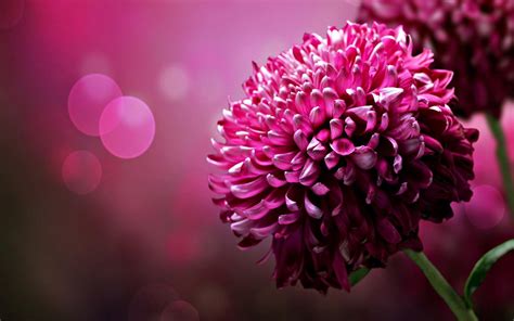 Wonderful Dahlias Pink Flowers Hd Spring Wallpaper