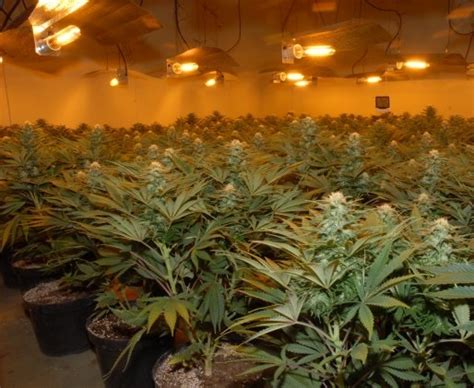 Check spelling or type a new query. Flowering Light Cyle For Marijuana Plants - The Grow - I ...