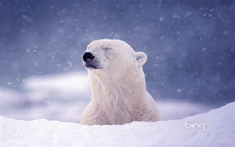 Animal Polar Bear Hd Wallpaper