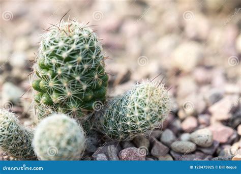 Macro Shot Of A Green Cacti Or Cactus And Its Thorns Or Spines Stock