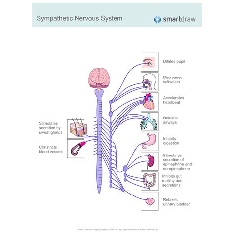 Hold a pen or pencil in your right hand. Sympathetic Nervous System Diagram