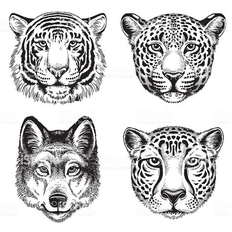 Black And White Vector Line Drawings Of Wild Animal Faces Cheetah