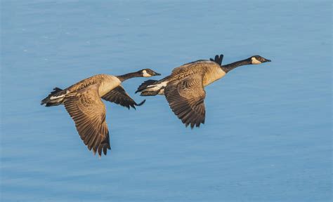 Canada Goose Pair Flying Together Photograph By William Bitman Fine