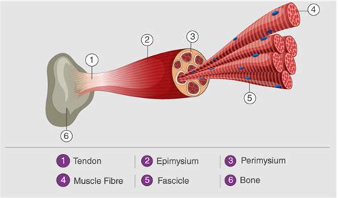 What Is Structure Of Skeletal Muscle In Biology Definition Types And Importance Of Structure