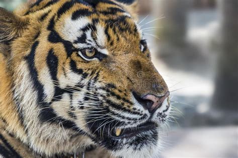 Wild Bengal Tiger Face And Eyes Closeup Stock Image Image Of Danger