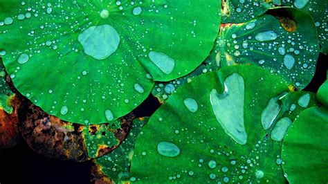 Wallpaper Leaves Nature Water Drops Closeup Green Lotus Flowers
