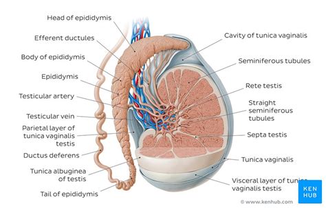 Male Reproductive System Anatomy And Supply Kenhub