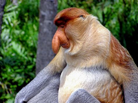 Nah ditempat ini kita dapat menyaksikan binatang primata berhidung besar itu dari dekat. Monyet Proboscis/Bekantan yang Endemik Borneo - Tualang Borneo
