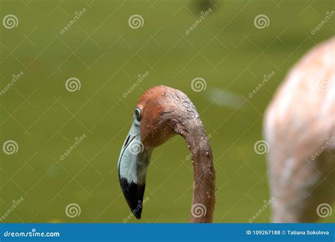 Head And Part Of The Flamingo Body On A Green Background Stock Photo