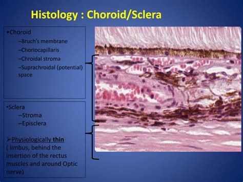 Sclera Histology
