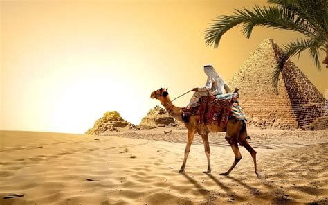 Egipt Wielbłąd Piramida Piasek Pustynia Palma Zachód Słońca