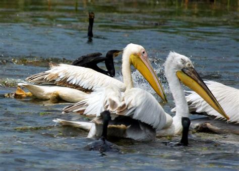 The brown pelican, on the. Birdwatching in Greece: Greece's Most Wanted, Part V ...