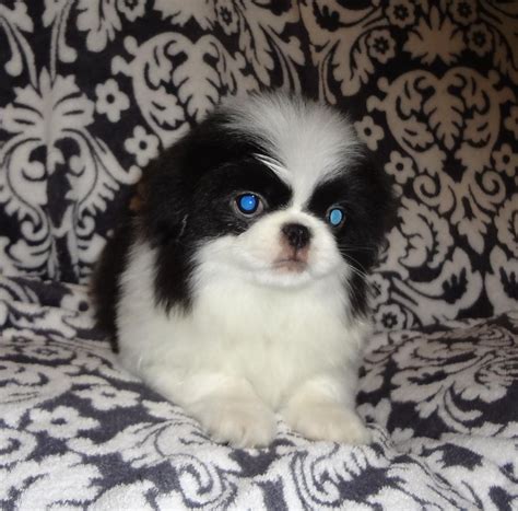 Japanese Chin Puppies For Sale Springfield Mo 72835