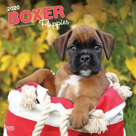 Boxer Puppies 2020 Square Wall Calendar Dogdays 2023 Calendar And