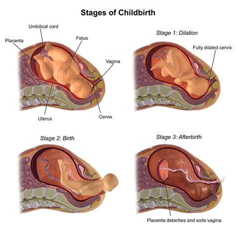 Labor, delivery of the baby and delivery of the placenta. Emergency childbirth - Wikipedia