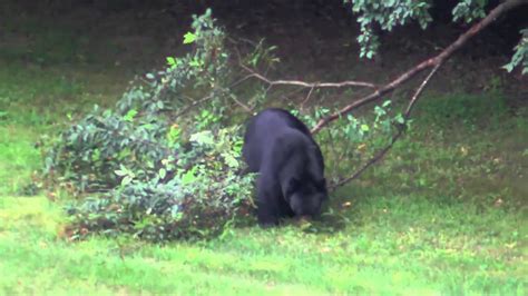 19,332 likes · 131 talking about this · 34,499 were here. Bears and Bobcats Canton, CT - YouTube