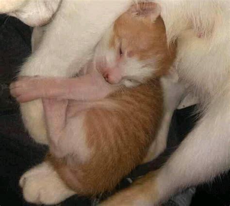 Arti Mimpi Membuang Anak Kucing Putih dan Hitam - IDNFARMERS