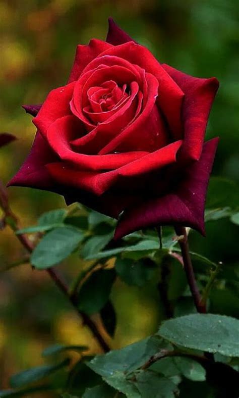 Rare Red Rose Bush 50 Seeds Beautiful And Exotic Perennial