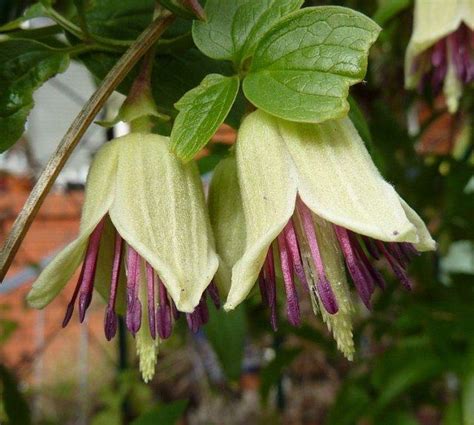 Check spelling or type a new query. CLEMATIS NAPAULENSIS